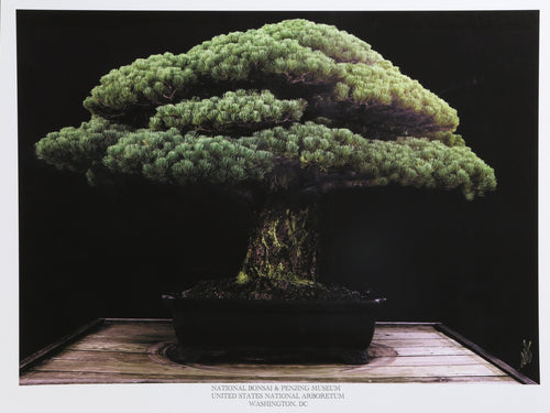 National Bonsai and Penjing Museum Poster | Jonathan Singer,{{product.type}}