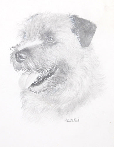 Norfolk Terrier Pencil | Rex Flood,{{product.type}}
