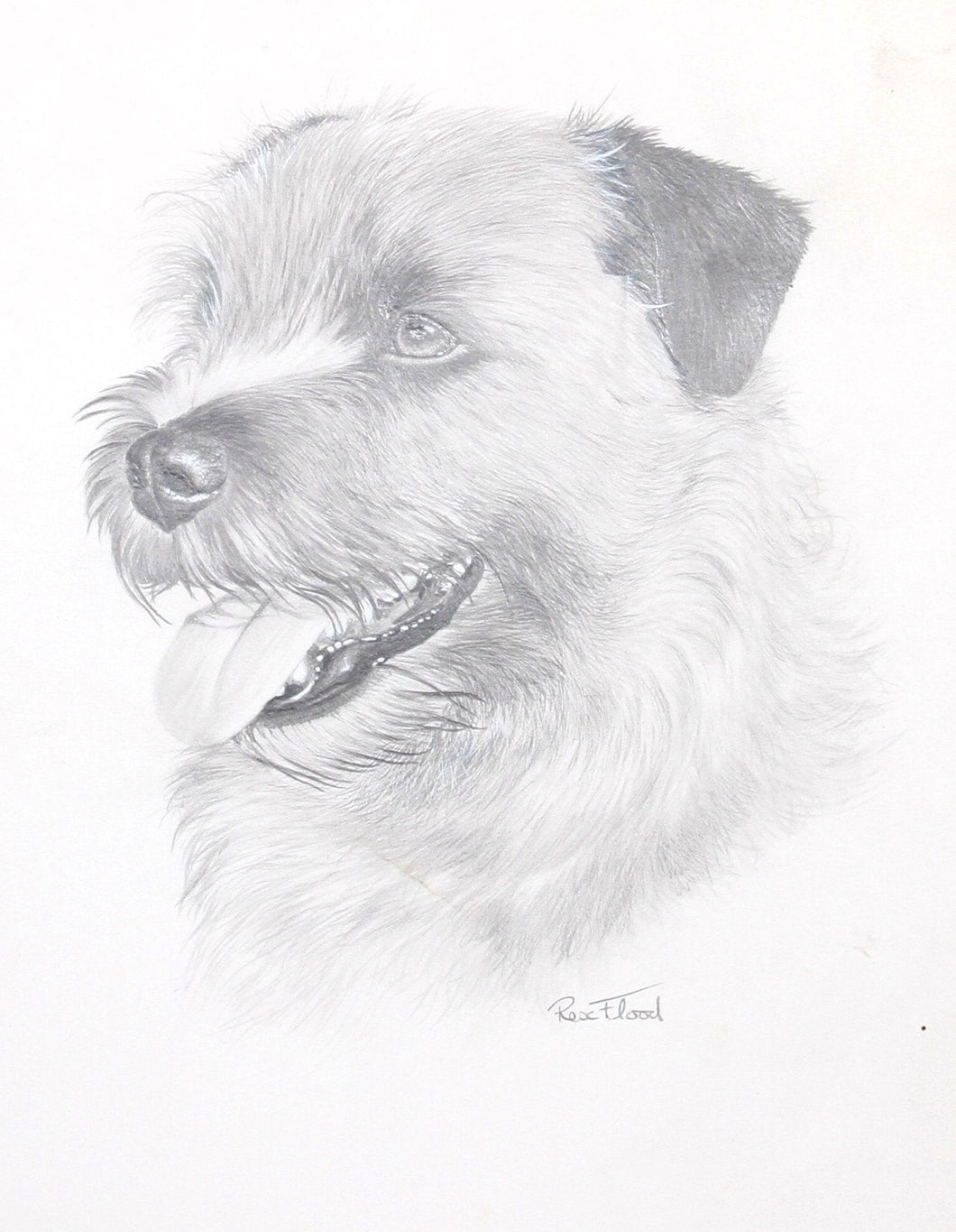Norfolk Terrier Pencil | Rex Flood,{{product.type}}