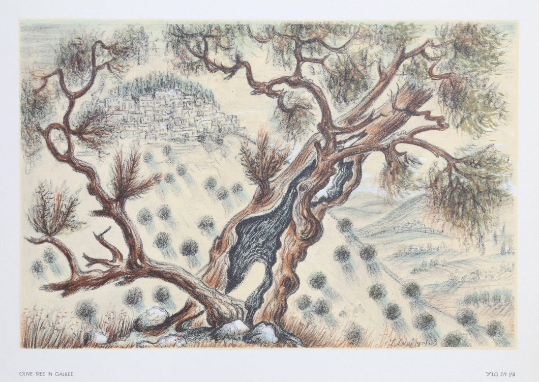 Olive Tree in Galilee Lithograph | Zvi Livni,{{product.type}}