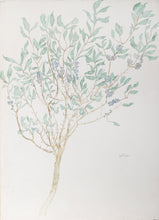 Olive Tree Watercolor | Carl Bergman,{{product.type}}