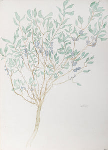 Olive Tree Watercolor | Carl Bergman,{{product.type}}