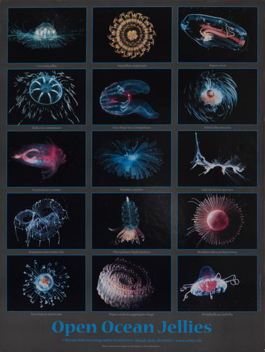 Open Ocean Jellies Poster | Unknown Artist - Poster,{{product.type}}