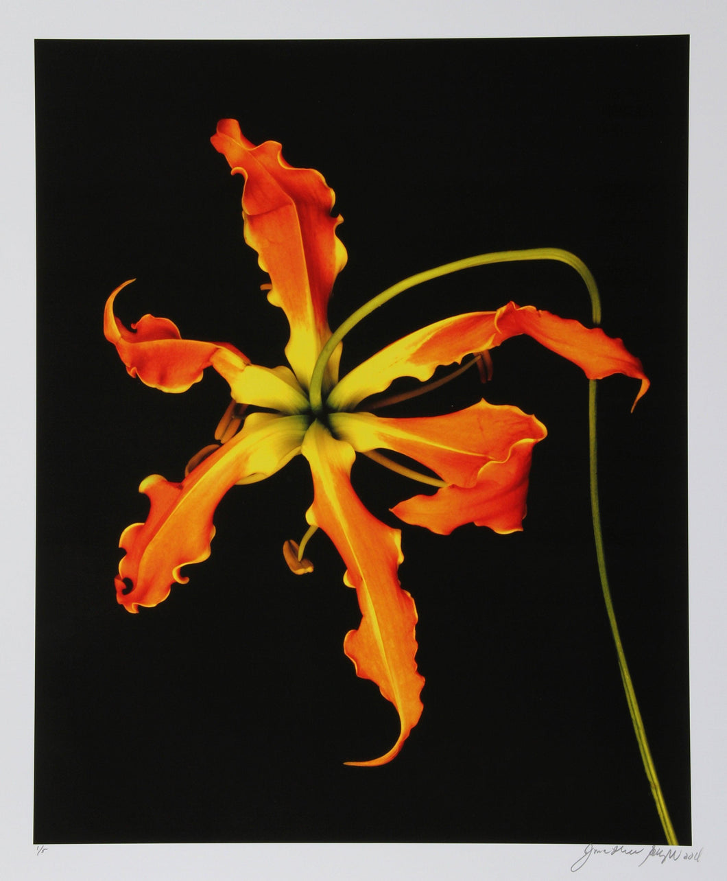 Orange Flower Unique Color | Jonathan Singer,{{product.type}}