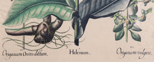Origanum Lithograph | Unknown Artist,{{product.type}}