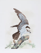 Osprey Lithograph | Chris Forrest,{{product.type}}