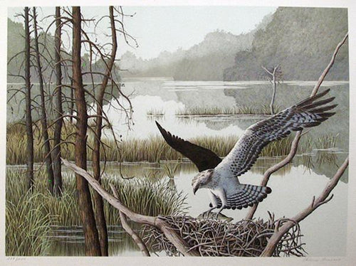 Osprey Lithograph | Helen Rundell,{{product.type}}