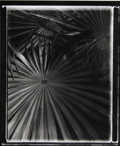 Palms 1 Black and White | Brad Starks,{{product.type}}