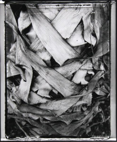 Palms 2 Black and White | Brad Starks,{{product.type}}