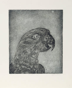 Parrot at Night Etching | Sylvia Roth,{{product.type}}