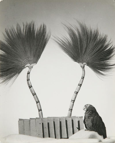 Parrot Black and White | Rowena Fruth,{{product.type}}