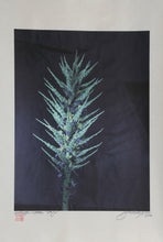 Paya Color | Jonathan Singer,{{product.type}}