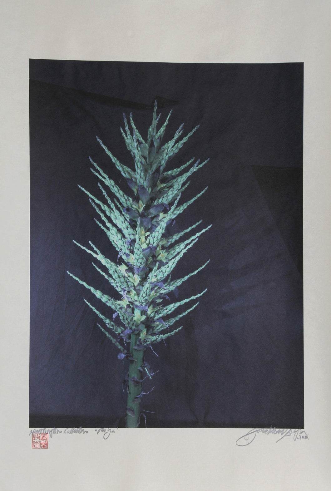 Paya Color | Jonathan Singer,{{product.type}}