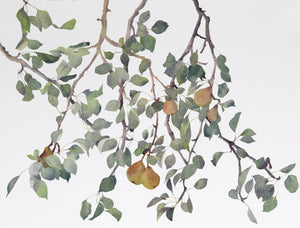 Pear tree Lithograph | Susan Headley van Campen,{{product.type}}