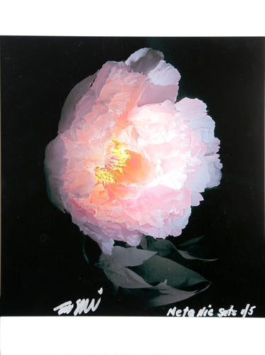 Peony from the Metallic Sets Color | Jonathan Singer,{{product.type}}