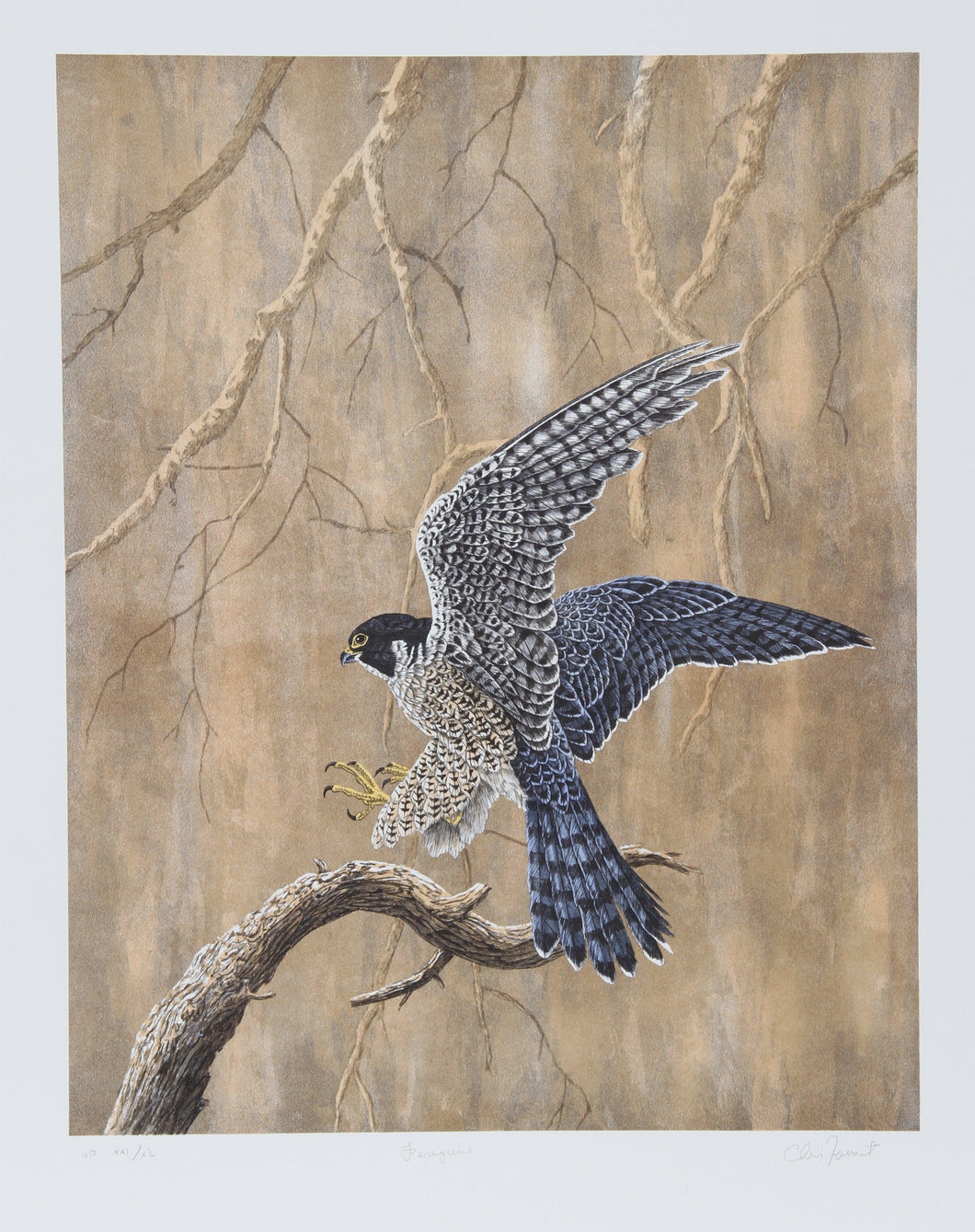 Peregrine Lithograph | Chris Forrest,{{product.type}}