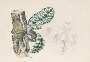 Phalaenopsis Schilleriana Etching | Joseph Andrews,{{product.type}}