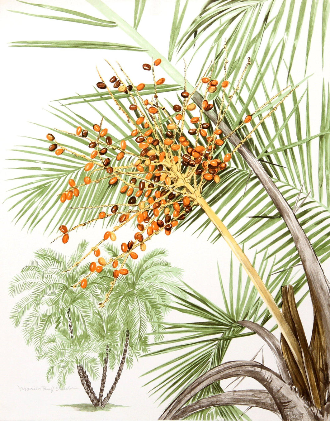 Phoenix Palm Lithograph | Marion Sheehan,{{product.type}}