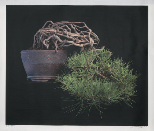 Pine Bonsai Color | Jonathan Singer,{{product.type}}
