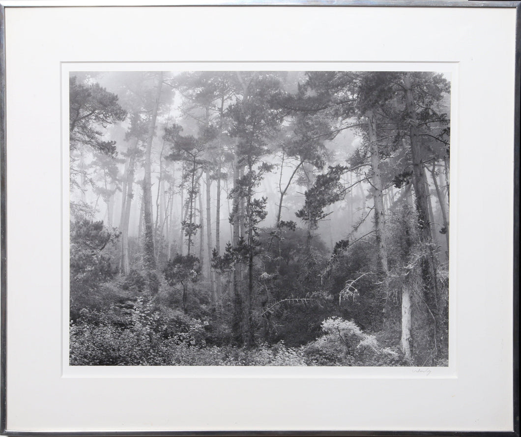 Pines in Fog Black and White | Robert Werling,{{product.type}}
