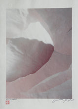 Pink and White petals Color | Jonathan Singer,{{product.type}}