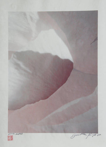 Pink and White petals Color | Jonathan Singer,{{product.type}}