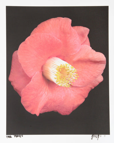 Pink Blossom Color | Jonathan Singer,{{product.type}}