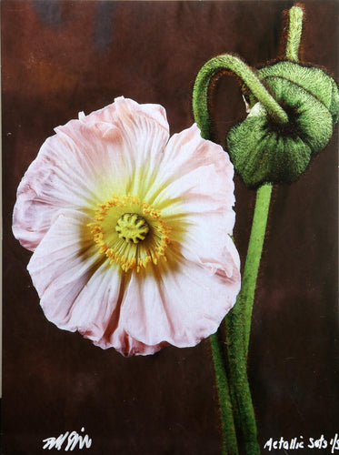 Pink Poppy from the Metallic Sets Color | Jonathan Singer,{{product.type}}