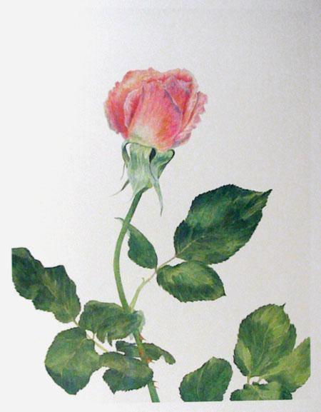 Pink Rose Lithograph | Carol Ann Bolt,{{product.type}}