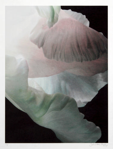 Pink Tulip / Photo Nuage Black and White | Jonathan Singer,{{product.type}}