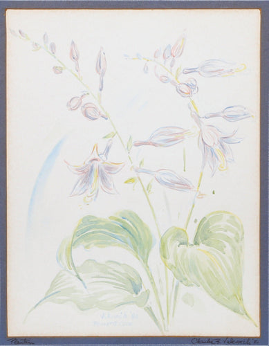 Plantain Watercolor | Charles Blaze Vukovich,{{product.type}}