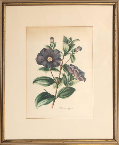 Pleroma Elegans Poster | Louis van Houtte,{{product.type}}