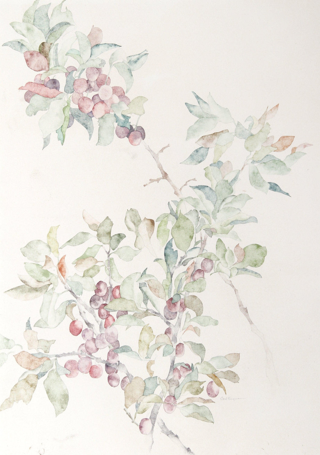 Plums Watercolor | Carl Bergman,{{product.type}}
