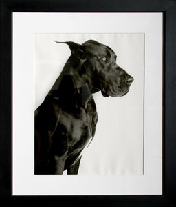 Portrait of a Great Dane Black and White | Unknown Artist,{{product.type}}
