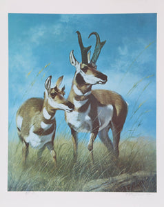 Pronghorn Antelope Lithograph | Peter Darro,{{product.type}}