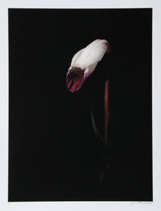Purple and White Flower Wilting Color | Jonathan Singer,{{product.type}}