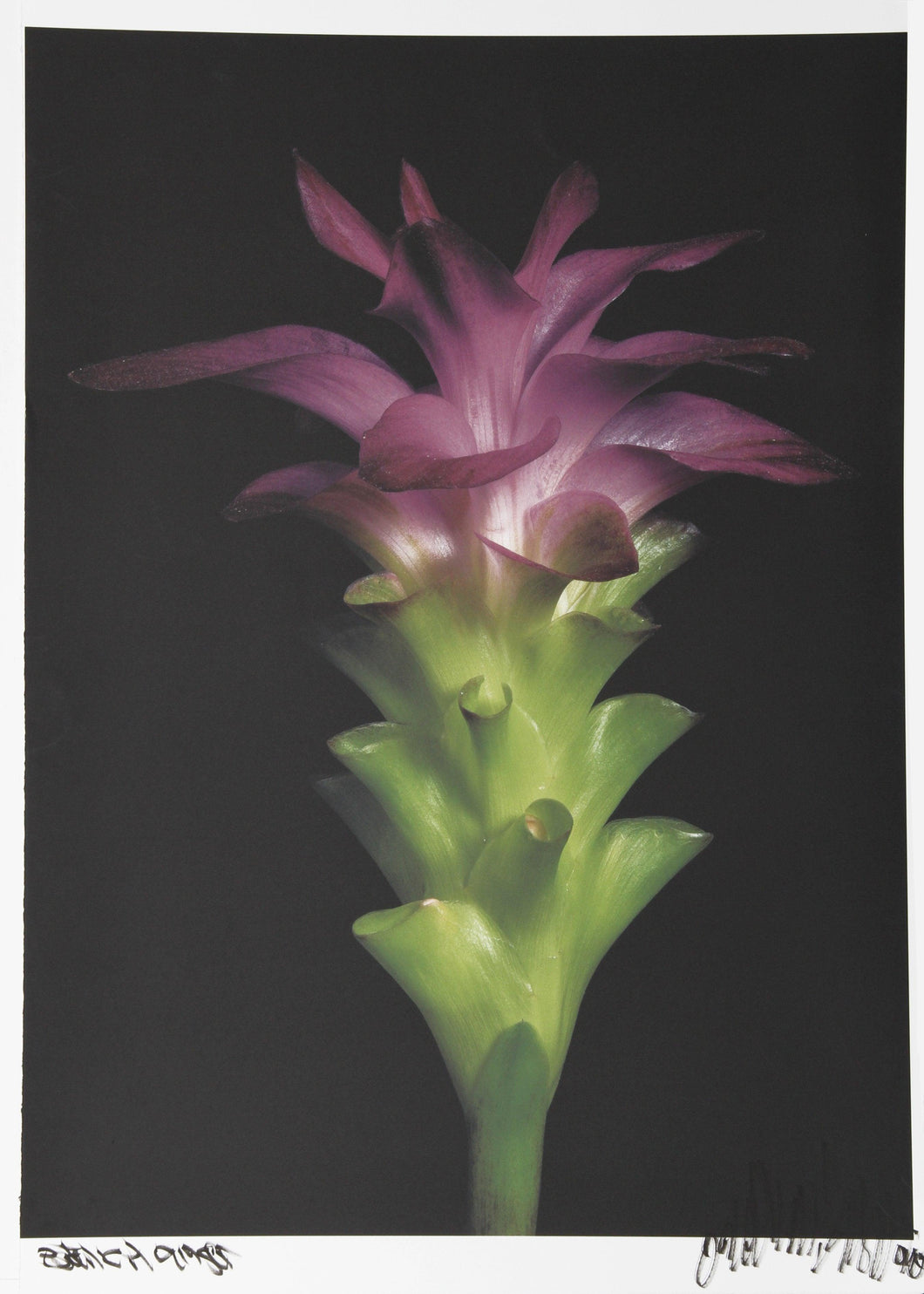 Purple Ginger from Botanica Color | Jonathan Singer,{{product.type}}
