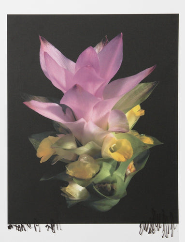 Purple Ginger II Color | Jonathan Singer,{{product.type}}