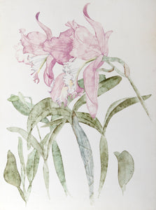 Purple Irises Watercolor | Carl Bergman,{{product.type}}
