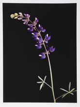 Purple Plant (Leaning Left) Color | Jonathan Singer,{{product.type}}