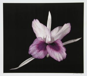 Purple White Flower Color | Jonathan Singer,{{product.type}}