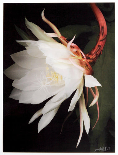Queen of the Night Color | Jonathan Singer,{{product.type}}