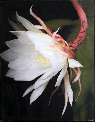Queen of the Night Digital | Jonathan Singer,{{product.type}}