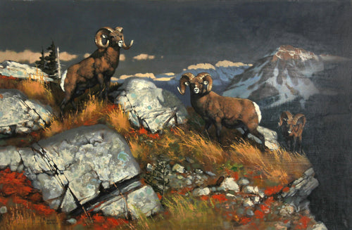 Ready for snow (Longhorn Rams) Oil | Marcel Bordei,{{product.type}}