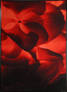 Red and Black Macro Flowers Digital | Jonathan Singer,{{product.type}}