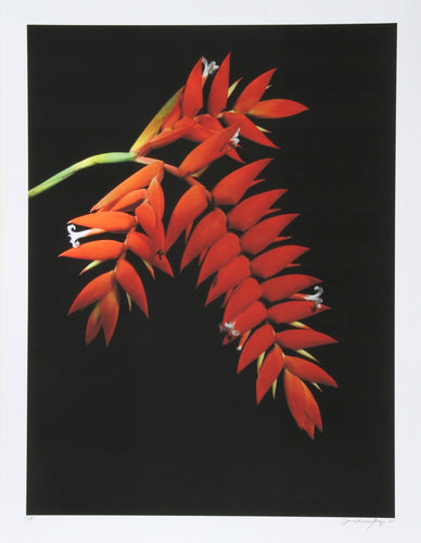 Red and White Color | Jonathan Singer,{{product.type}}