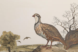 Red Legged Partridge lithograph | Jerome Trolliet,{{product.type}}