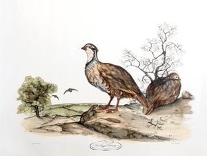 Red Legged Partridge Poster | Jerome Trolliet,{{product.type}}