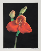 Red Orchid - Botanica Magnifica Color | Jonathan Singer,{{product.type}}