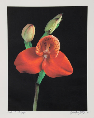 Red Orchid - Botanica Magnifica Color | Jonathan Singer,{{product.type}}